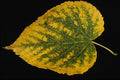 764094 American Basswood A4 Photo Print
