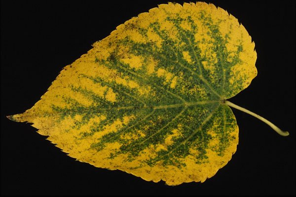 764094 American Basswood A4 Photo Print