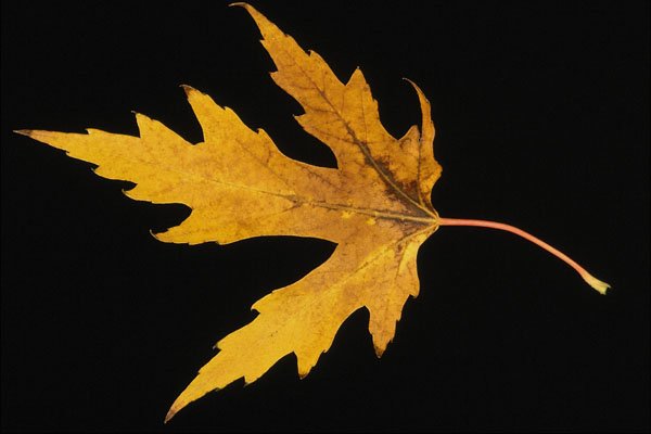 764095 Silver Maple A4 Photo Print
