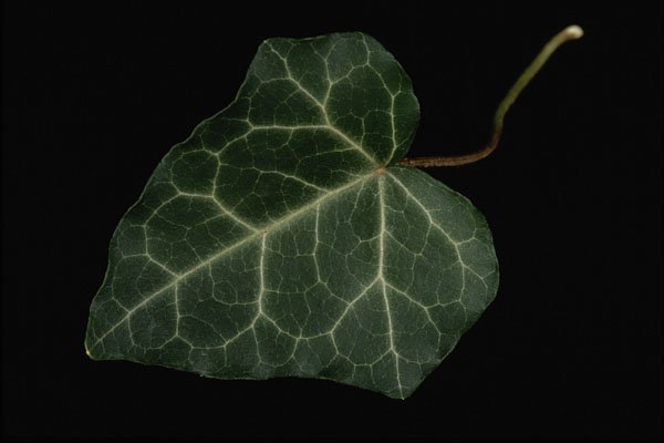 764096 Ivy A4 Photo Print