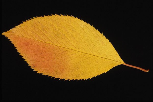 764097 Cherry A4 Photo Print