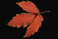 764098 Poison Ivy A4 Photo Print