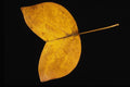764099 Tulip Tree A4 Photo Print