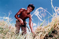 765018 Farmer Cultivating Dry Season Rice, Komping Poy Lake, Cambodia A4 Photo Print