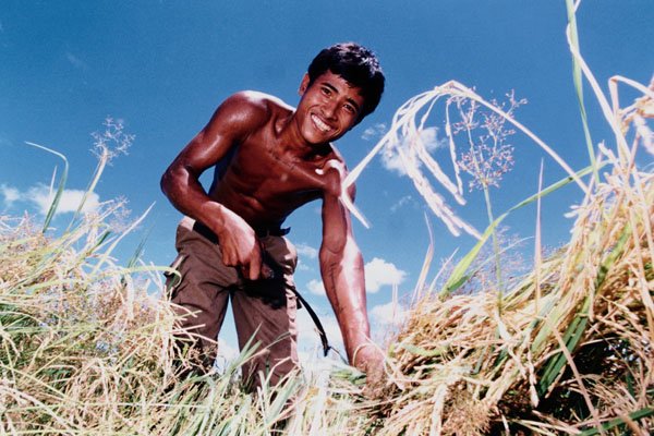 765018 Farmer Cultivating Dry Season Rice, Komping Poy Lake, Cambodia A4 Photo Print