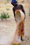 765055 Cleaning Grain, Gumel, Northern Nigeria A4 Photo Print