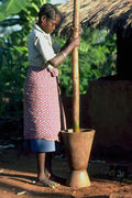 765059 Anchilo Agricultural Women's Co op Member, Nampula, Mozambique A4 Photo Print
