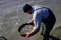 766013 Sieving Shrimps, Southport Sands A4 Photo Print