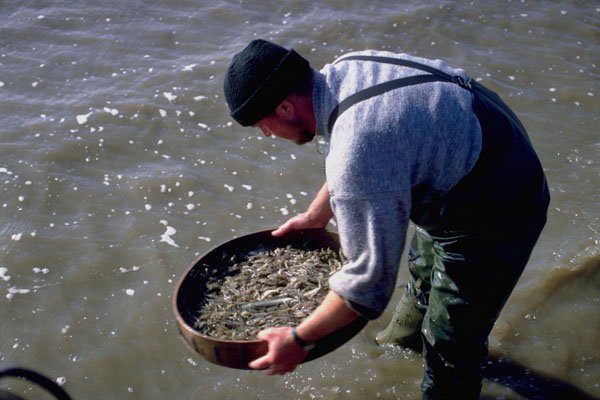 766013 Sieving Shrimps, Southport Sands A4 Photo Print