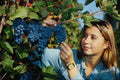 768011 Girl With Grapes, Austria A4 Photo Print