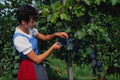 768012 Girl With Grapes, Austria A4 Photo Print