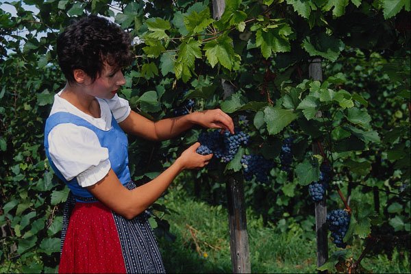 768012 Girl With Grapes, Austria A4 Photo Print