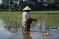 768027 Worker In Rice Paddy Field, Malaysia A4 Photo Print