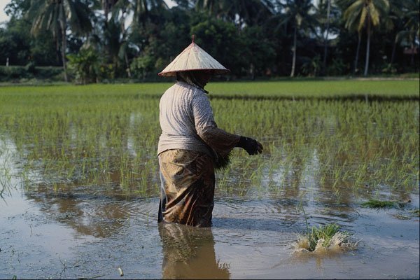 768027 Worker In Rice Paddy Field, Malaysia A4 Photo Print