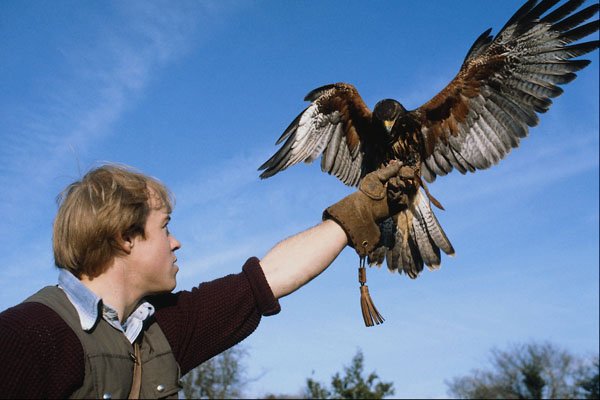 768028 Eagle, Bird Of Prey A4 Photo Print
