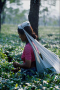 768079 Tea Picking, Northern India A4 Photo Print
