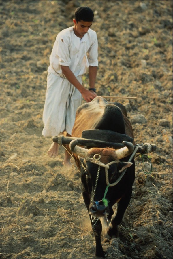 769022 Farmer A4 Photo Print