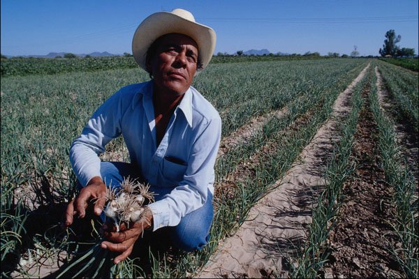 769035 Jorge Grows Onions On His Farm Near Hermosillo, Mexico A4 Photo Print