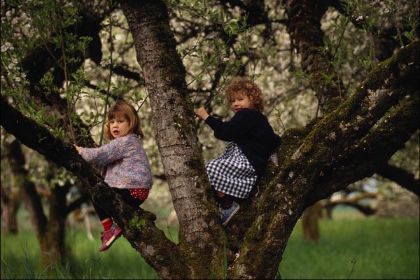 769038 Young Girls Sitting In Tree In Apple Orchard A4 Photo Print