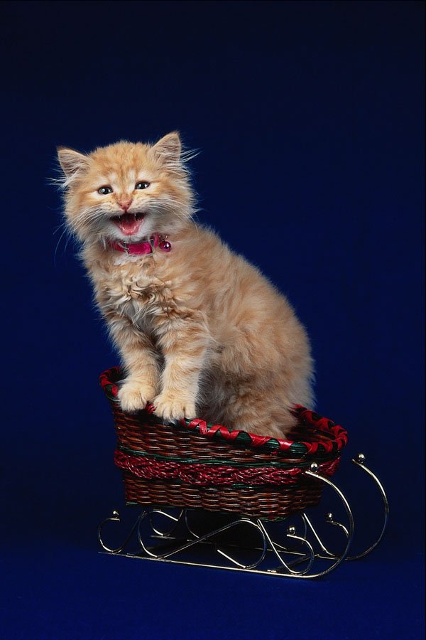 771000 Orange Tabby Kitten In Christmas Basket, Blue Background A4 Photo Print