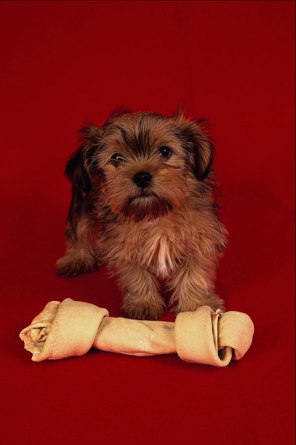 771002 Shih Tzu Puppy With Large Chew Bone, Red Background A4 Photo Print