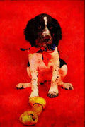 771003 Brown And White Springer Spaniel Puppy, Red Bandanna, Bone A4 Limited Edition Watercolour Print