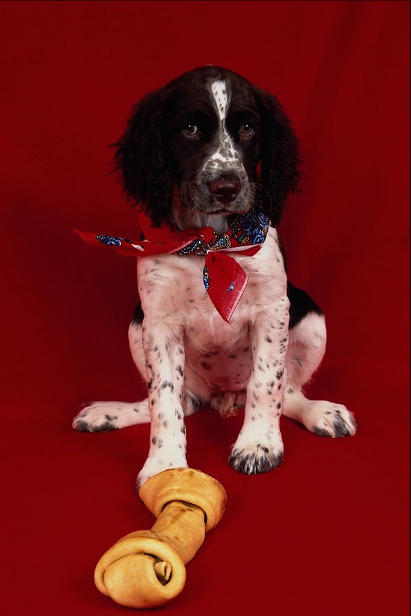 771003 Brown And White Springer Spaniel Puppy, Red Bandanna, Bone A4 Photo Print