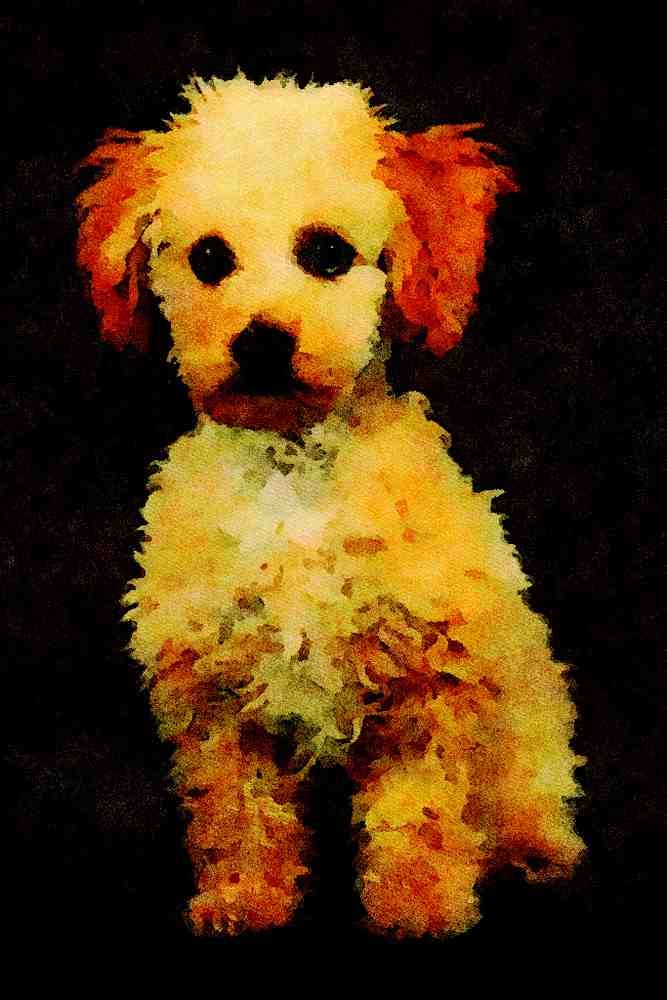 771004 Shaggy Light Brown Poodle Puppy A4 Limited Edition Watercolour Print