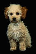 771004 Shaggy Light Brown Poodle Puppy A4 Photo Print