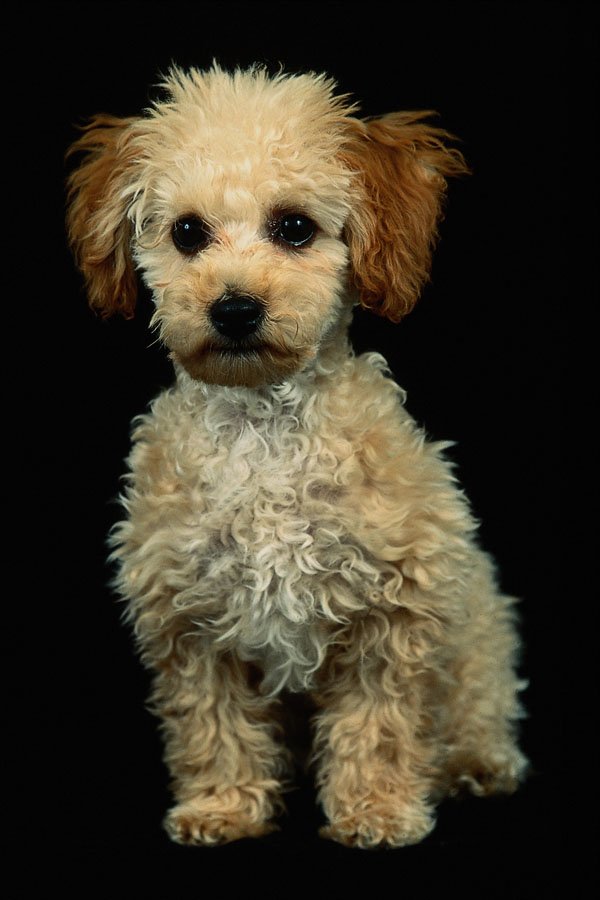 771004 Shaggy Light Brown Poodle Puppy A4 Photo Print