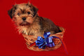 771005 Shih Tzu Puppy In A Small Basket With Blue Bow A4 Photo Print