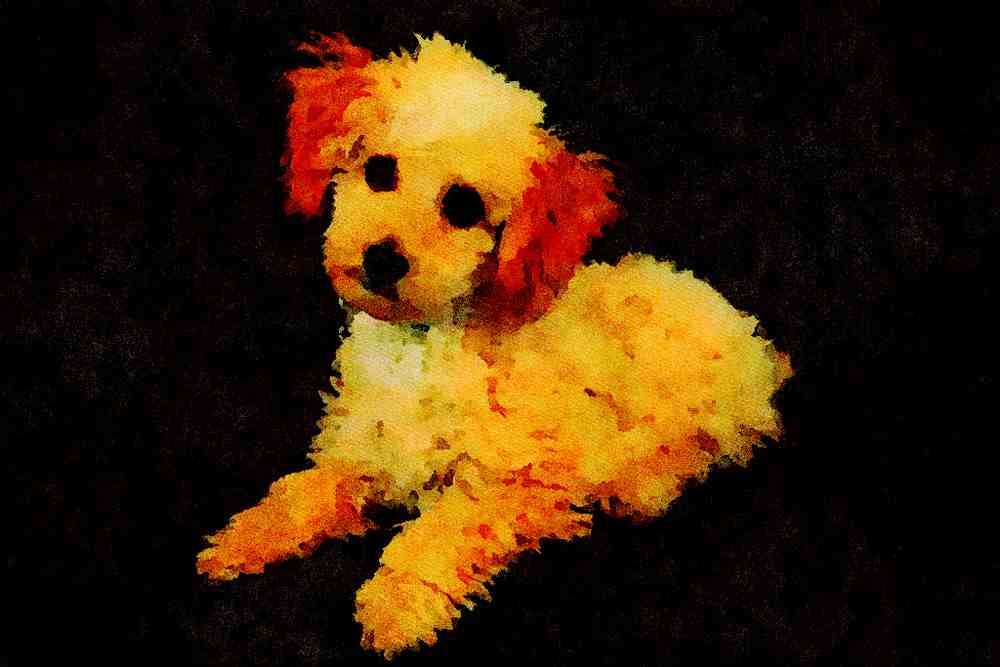 771006 Shaggy Light Brown Poodle Puppy A4 Limited Edition Watercolour Print