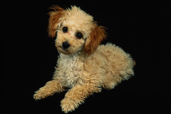 771006 Shaggy Light Brown Poodle Puppy A4 Photo Print