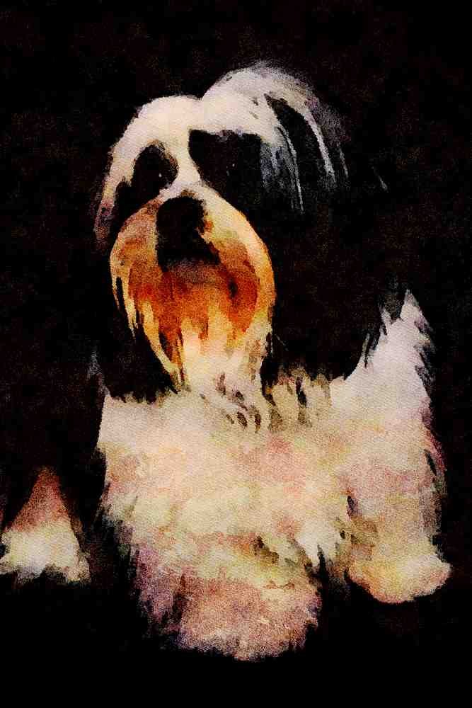 771007 Black And White Lhasa Apso Dog A4 Limited Edition Watercolour Print