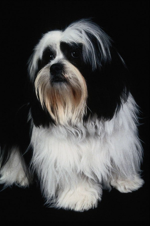 771007 Black And White Lhasa Apso Dog A4 Photo Print