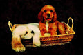771008 Brown And White Cocker Spaniel Puppies In Light Colored Basket A4 Limited Edition Watercolour Print