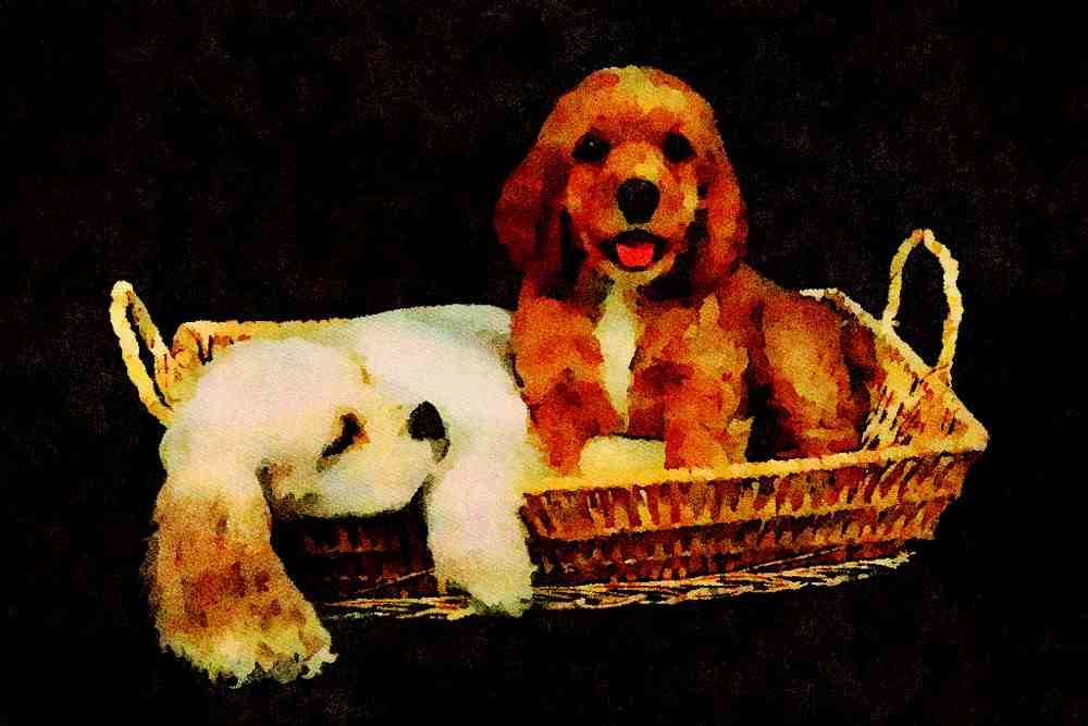 771008 Brown And White Cocker Spaniel Puppies In Light Colored Basket A4 Limited Edition Watercolour Print