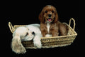 771008 Brown And White Cocker Spaniel Puppies In Light Colored Basket A4 Photo Print