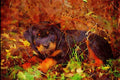771009 Rottweiler Puppy In Grass A4 Limited Edition Watercolour Print