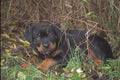 771009 Rottweiler Puppy In Grass A4 Photo Print
