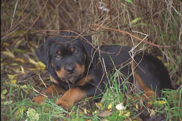 771009 Rottweiler Puppy In Grass A4 Photo Print