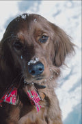 771010 Dog In Snow A4 Photo Print