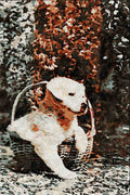 771011 White Puppy A4 Limited Edition Watercolour Print