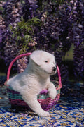 771011 White Puppy A4 Photo Print