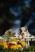 771012 Puppy With Brown Ears Looking Over Iron Fence With Flowers A4 Photo Print