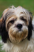 771013 Bengie The Dog A4 Photo Print