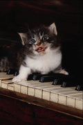 771014 Kitten On Piano Keys A4 Photo Print