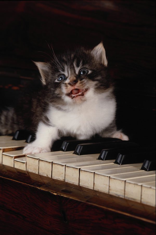 771014 Kitten On Piano Keys A4 Photo Print