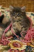 771015 Gray Kitten, Pink Wool A4 Photo Print