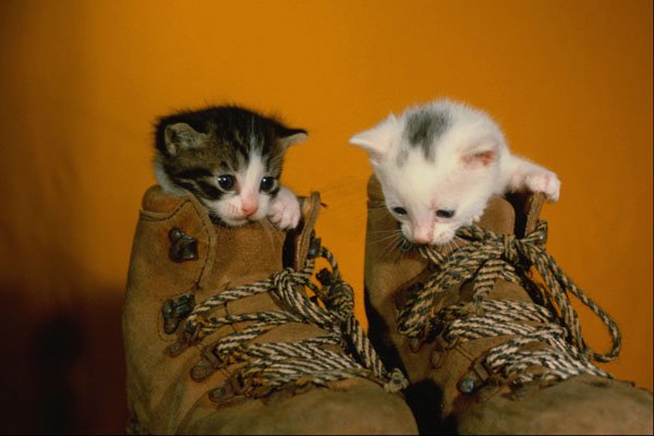 771016 Kittens In Boots A4 Photo Print